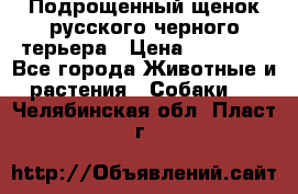 Подрощенный щенок русского черного терьера › Цена ­ 35 000 - Все города Животные и растения » Собаки   . Челябинская обл.,Пласт г.